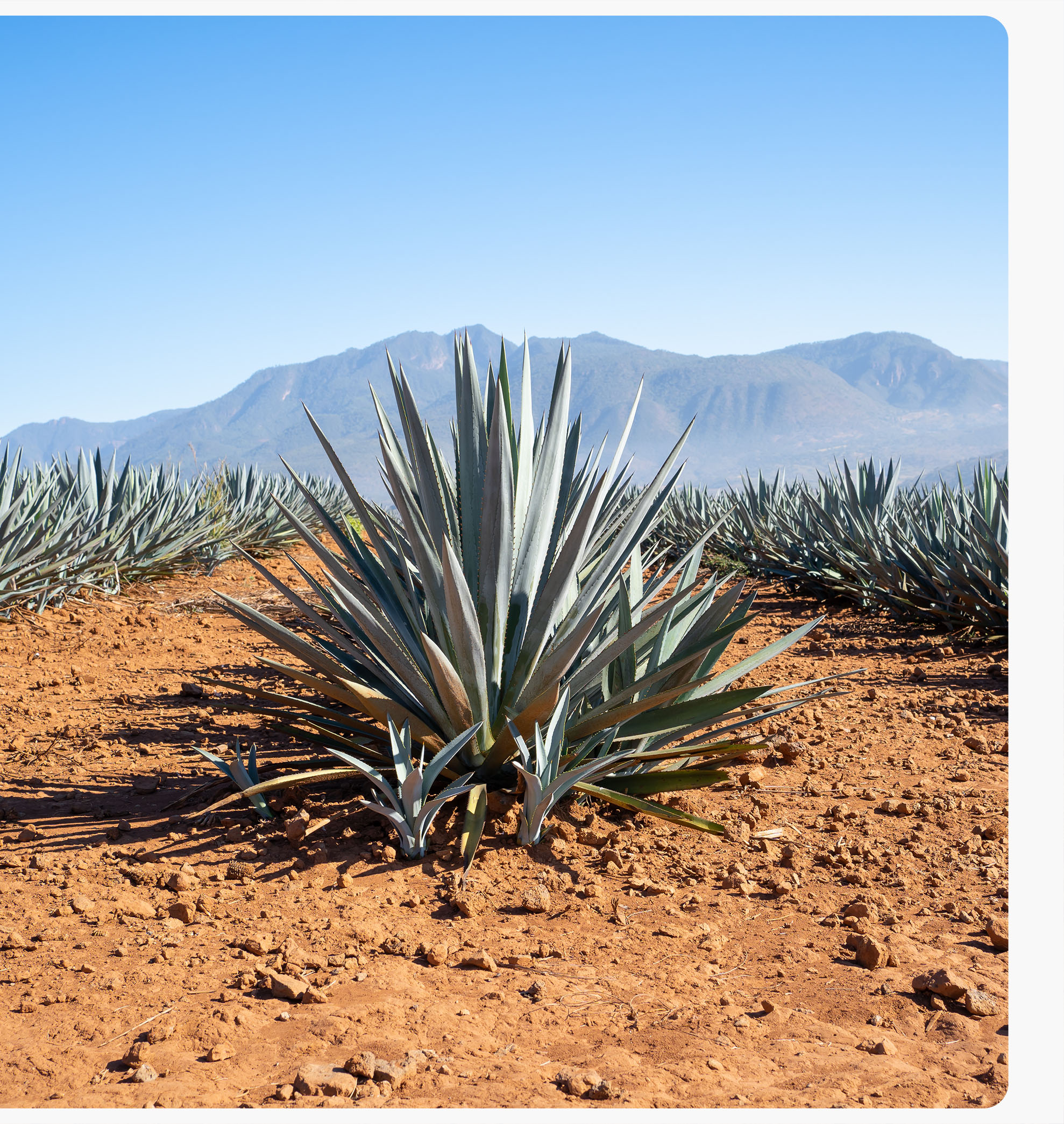 agave inulin women protein